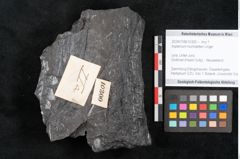 Foto (Objekt + Etikett) von Asplenium hochstetteri Unger (NHMW-GEO-2024-0188-10300)